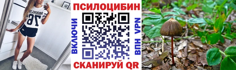 Галлюциногенные грибы Psilocybine cubensis  где продают   Губаха 